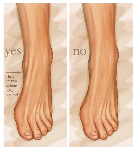 Human Anatomy For The Artist The Dorsal Foot How Do I Love Thee Let Me Count Your Tendons