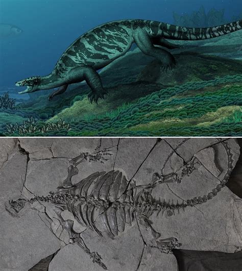 Species New To Science Paleontology • 2018 Eorhynchochelys Sinensis