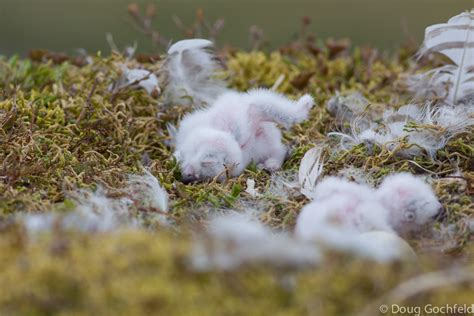 Snowy Owl Nest Snowy Owl Chicks Just After Hatching With Flickr