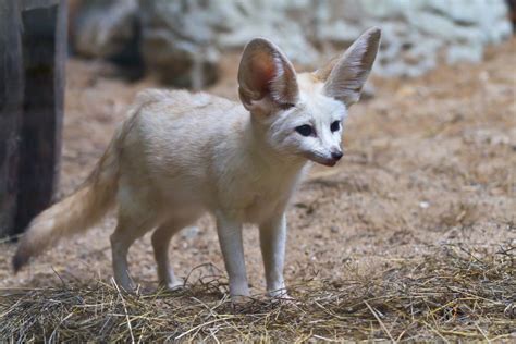 Important Things To Know Before Getting A Fennec Fox As A