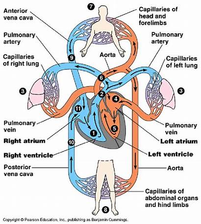 System Circulatory Cardiovascular Diagram Heart Anatomy Respiratory
