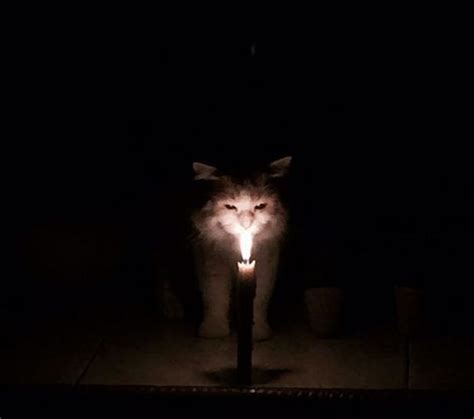 Proof That Cats Truly Are Demons Barnorama