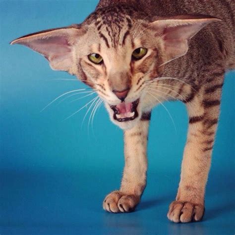 Oriental Shorthair Cat With Huge Big Ears Bighousecats