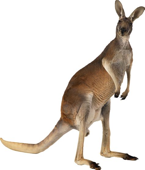 Collection of Kangaroo PNG. | PlusPNG png image