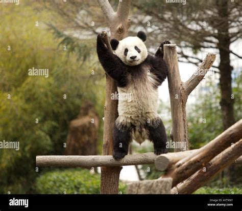 Giant Panda Standing In Tree Wolong Breeding Center Sichuan Province