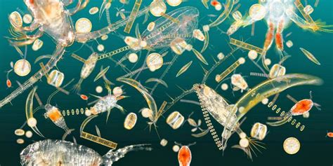 The Importance Of Plankton Blue Planet Society