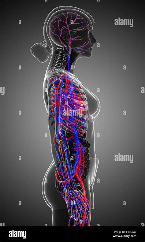 Ilustración Del Sistema Circulatorio Femenino Fotografía De Stock Alamy