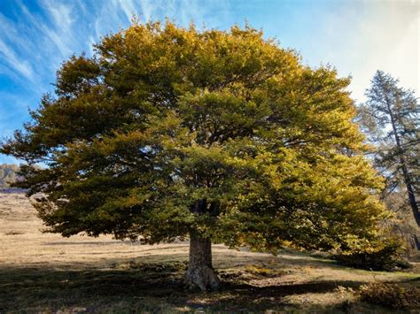 Elm Tree Care Information On Planting An Elm Tree And Its Care