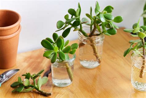 How To Propagate A Jade Plant 3 Effective Methods