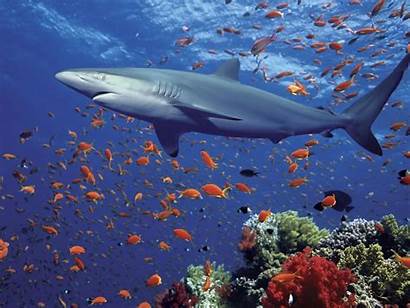 Shark Desktop Wallpapers Backgrounds Sharks Ocean Animal