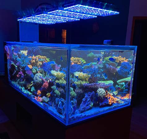 Reef Aquarium Led Light Photos Gallery Orphek