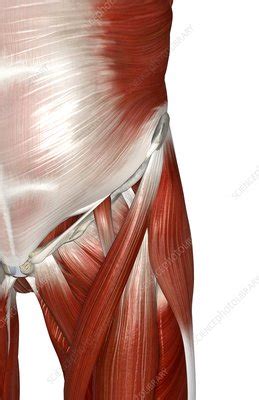 When the hip muscles are left more or less intact, they are able to support the new hip and shorten recovery times. The muscles of the hip - Stock Image - C008/0601 - Science Photo Library