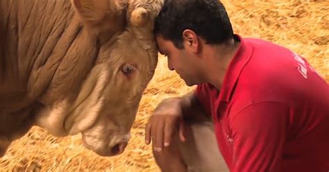 Rescued Bull Gets His First Bed The Dodo