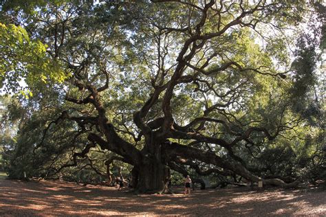 Angel Oak Tree The Angel Oak Is A Southern Live Oak Tree L Flickr