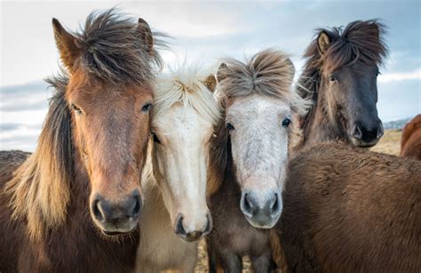 10 Cool Facts You Didn't Know About The Icelandic horse - Horse Spirit