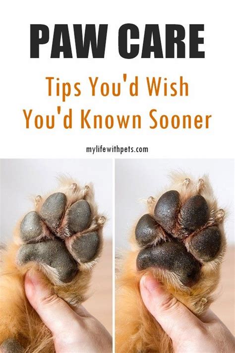 How To Properly Care For Your Dogs Paws Dog Paw Pads Paw Care Dog Pads