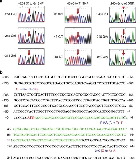 Identification Of Three Single Nucleotide Polymorphisms Snps In The