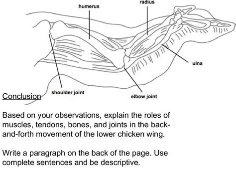 Chicken Wing Dissection