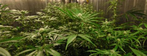 a case for legal cannabis in santa barbara county good farmers great neighbors