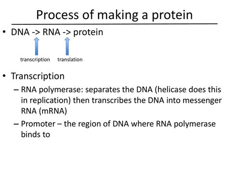 From Gene To Protein Ppt Download