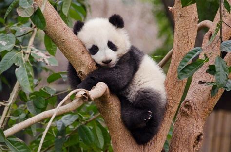 Baby Panda Bear Cub Cute Wildlife Animals Nature