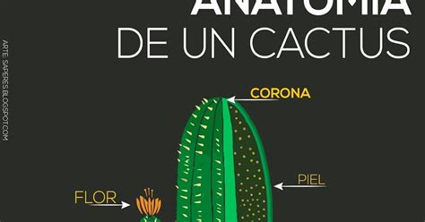 Esquematizar Um Cacto E Identificar Suas Partes