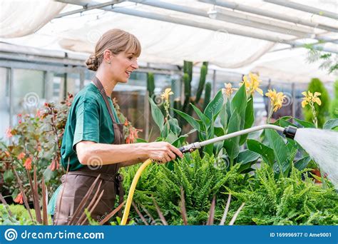 Commercial Gardener Watering The Flowers Stock Image Image Of Plant