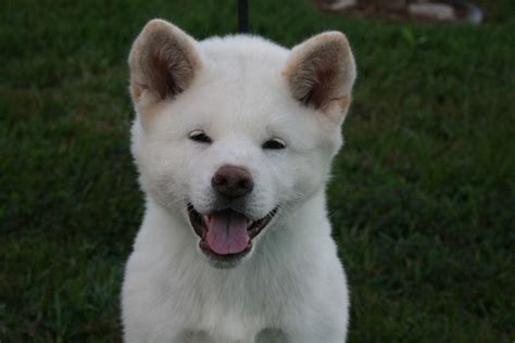 White Japanese Akita Puppy