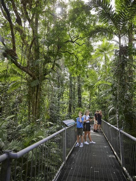 Daintree Rainforest Discovery Centre Tours And Information Things To