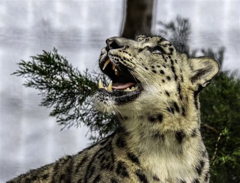 Snow Leopard Face Stock Image Image Of Feline Captive 104945427
