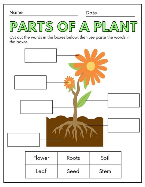 Cc Worksheet Teacher Submit Parts Of A Plant Templates By Canva