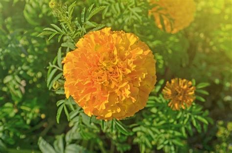 Premium Photo Marigold In The Garden Marigolds Flower With Sun Light