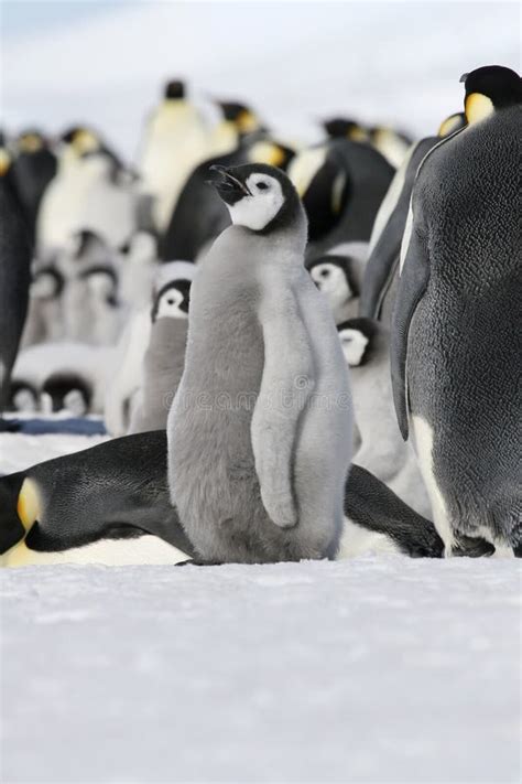 Emperor Penguin Aptenodytes Forsteri Stock Photo Image Of Pole
