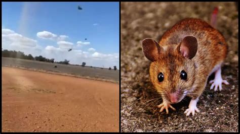 The capacity of australia's mice industry to meet its future. Watch: Mice 'rain from sky' in Australia as it faces worst ...