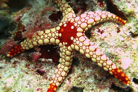 The Elegant Sea Star Whats That Fish