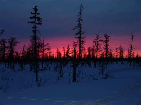 Фото Закат в зимнем лесу