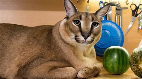Meet ‘big Floppa The Hero Of The Most Popular Cat Meme Of 2020