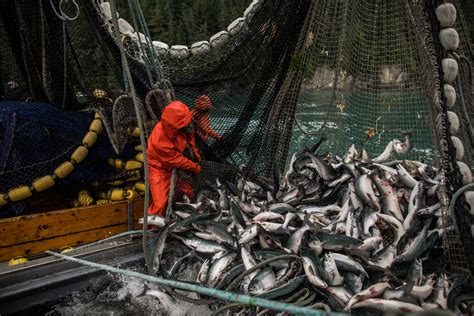 Início Da Temporada De Pesca De Salmão Selvagem Sustentável No Alaska