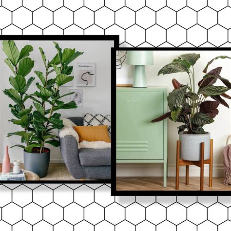 11 Tall Statement Plants To Decorate Your Home And Office