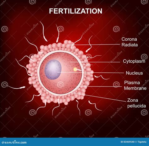 Human Egg Fertilization