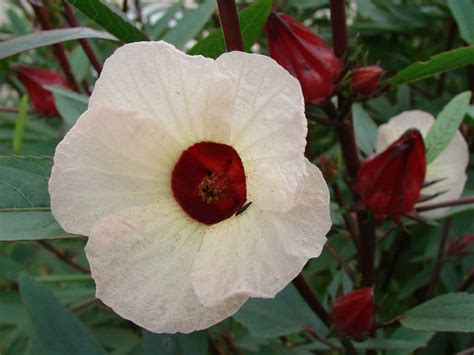 Hibiscus Sabdariffa Roselle World Of Flowering Plants