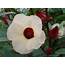 Hibiscus Sabdariffa Roselle  World Of Flowering Plants
