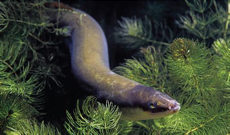 European Eel Population At Risk Of Collapse Science