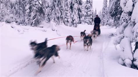 Lammintupa Lapland A Magical Adventure With Husky Dogs And Reindeer