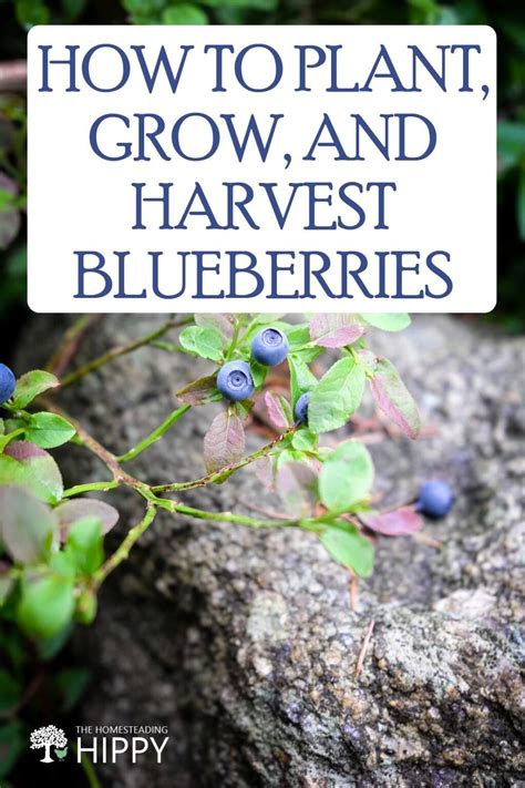 How To Plant Grow And Harvest Blueberries The Homesteading Hippy