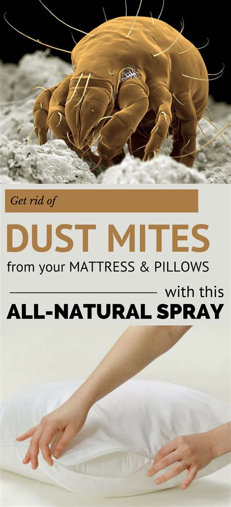 How To See Dust Mites