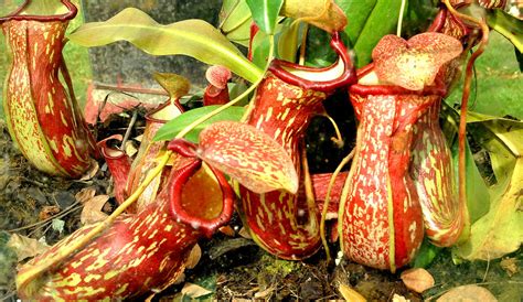 Pitcher Plant Pitcher Plants Are Carnivorous Plants Which Flickr