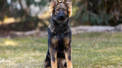 Meet Tess Our Sable Female German Shepherd Dog For Sale Valor