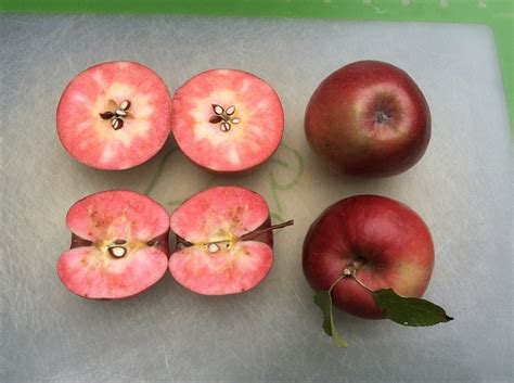 Experience With Red Fleshed Apples General Fruit Growing Growing Fruit