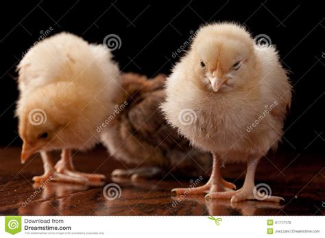 Really Grumpy Yellow Chick In Front Of Two Playful Chicks Royalty Free